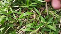 Indonesian locals release pangolin back into the wild