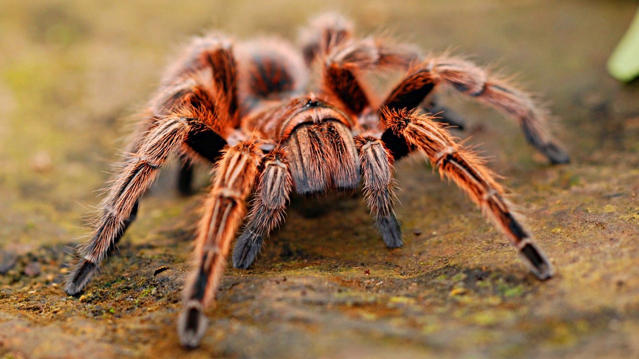 Can We Escape Spider?