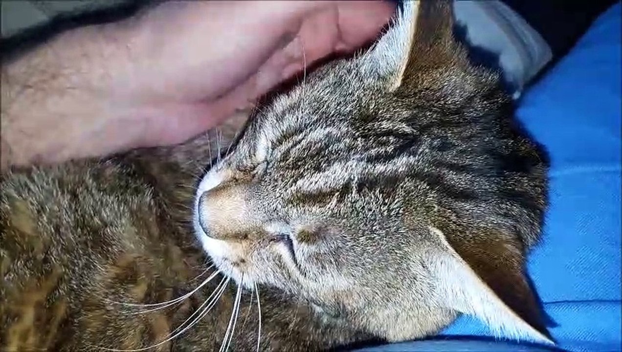 Hommage à ma petite kenny