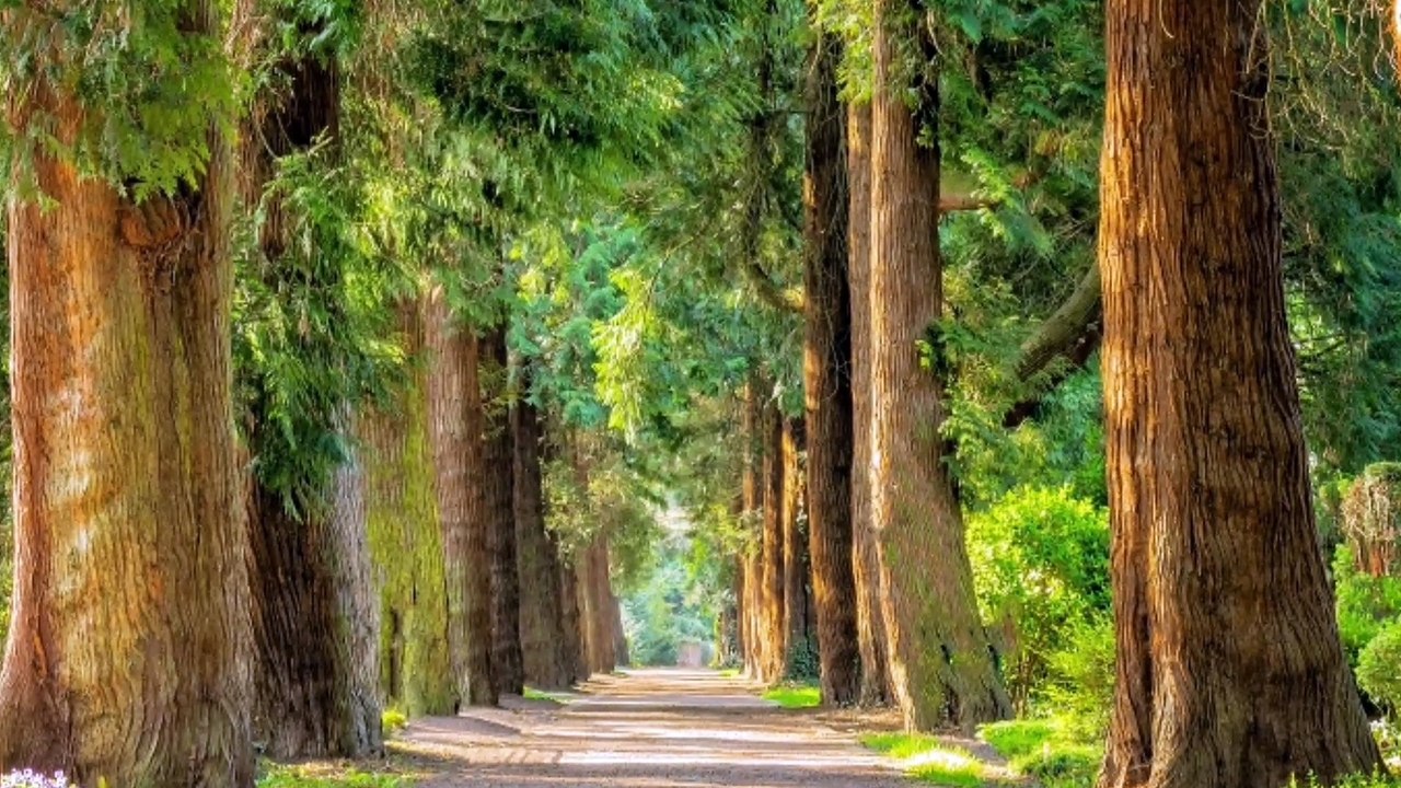 How to deal with depression || only these 4 steps removed depression from your mind ||How to fight with depression naturally  ||Avoid Depression|| Removed depression