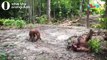 Perilaku Aneh Orangutan Pakai Karung di Kalimantan