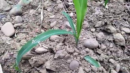 Mountain worm ,Himachal beauti himachal wild life