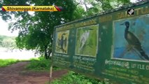 Drop in migratory birds number in Karanataka’s Shivamogga