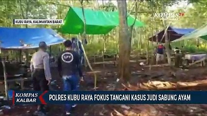 Judi Sabung Ayam jadi Fokus Penanganan oleh Polres Kubu Raya