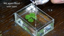 DIY. Four-leaf clover in resin