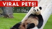 Funniest Viral Pet & Animal Videos Weekly Compilation December 2016 _ Funny Pet Videos