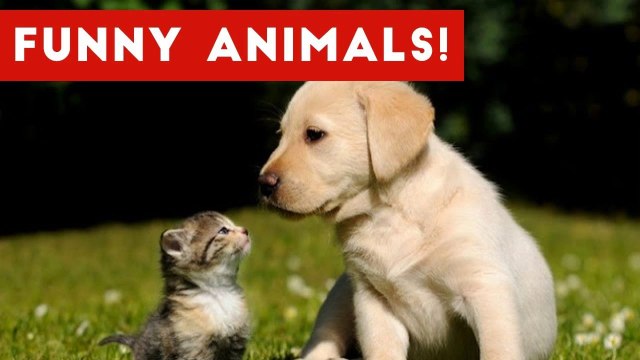 Funniest Animal Reactions, Bloopers & Moments November 2016 Weekly Compilation _ Funny Pet Videos