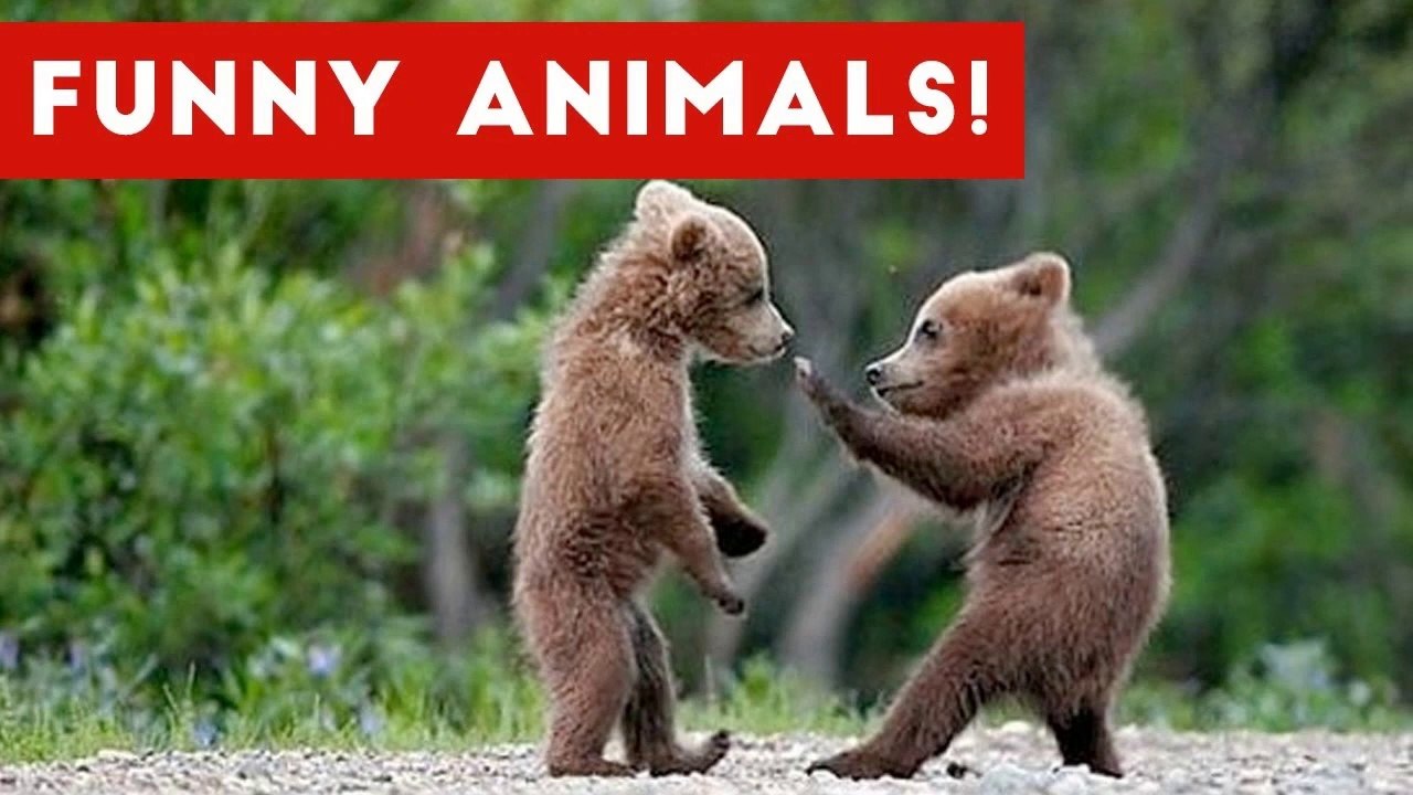 Funniest Animal Clips, Moments & Bloopers of November 2016 Weekly Compilation _ Funny Pet Videos