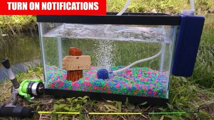 Catching PET Exotic Fish for Aquarium!