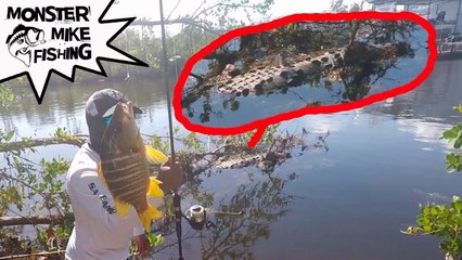 HUGE Crocodile & Underwater Feeding Frenzy!!!