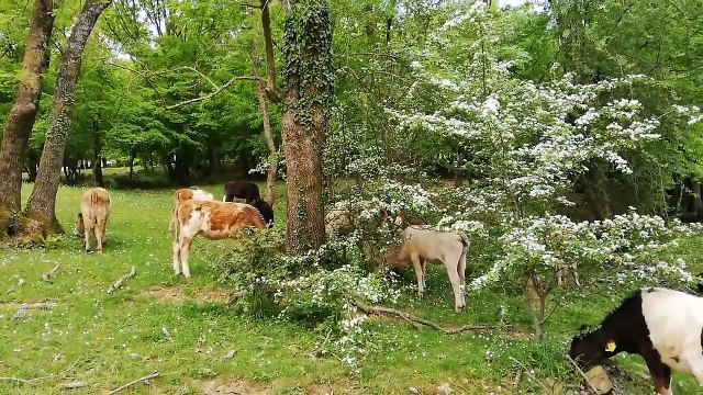 İğneada Longoz Ormanları Milli Parkı | Nasıl Gidilir? | Nasıl Bir Yer? | Gezelim.me