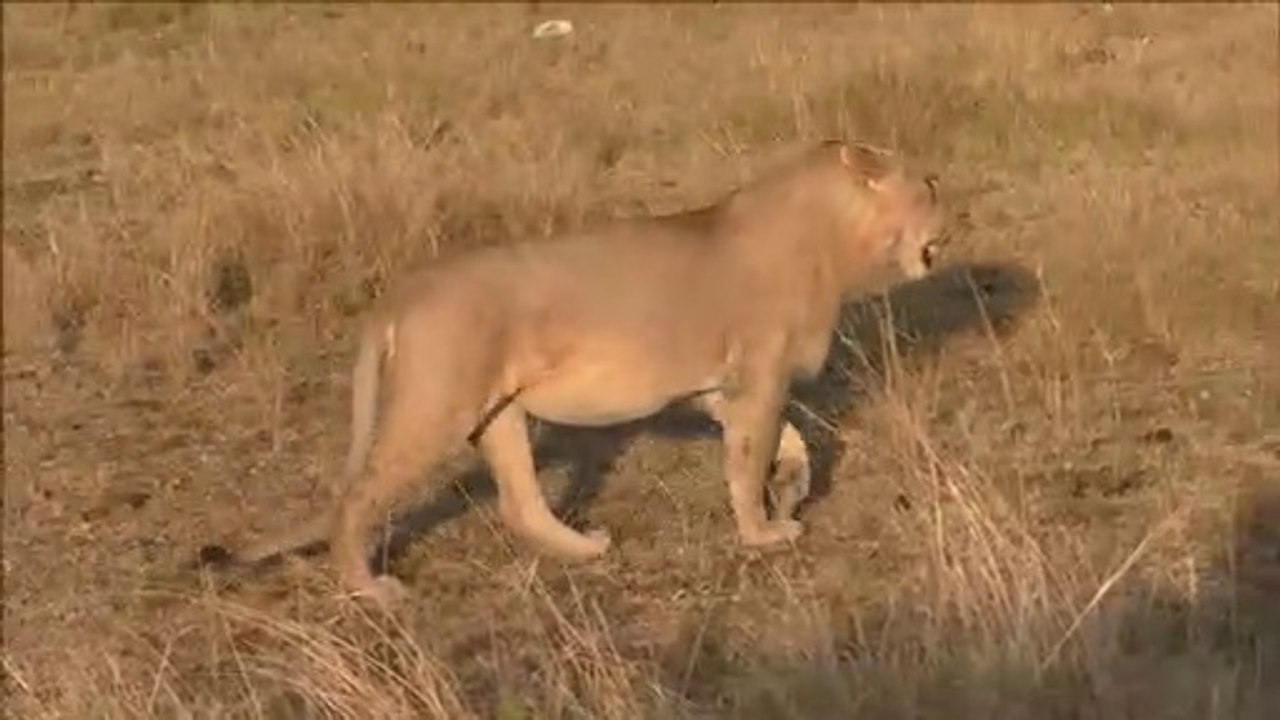 Lions of Masai Mara