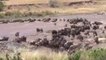Wildbeest GNU Mara Crossing,Lions of Masai Mara