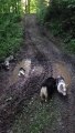 Corgis Turn Puddle Into Paddling Pool