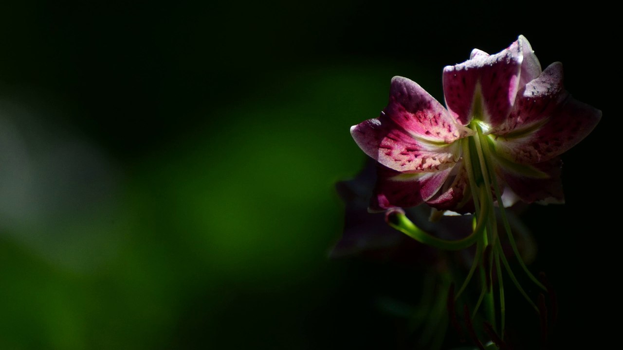 Gunnar Mozer, Holzskulpturen I