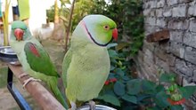 Talking Indian Ringneck Parrot Mithu Tu Tu Tu!