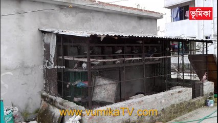 kobutor palon | Vumika Agro News | Vumika TV | Vumika News