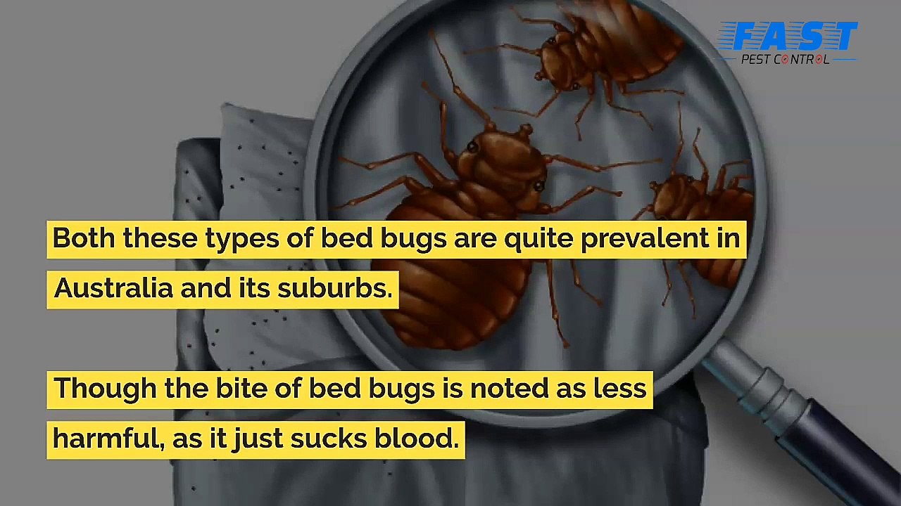 How to get rid of Bedbugs | Fast Pest Control | 0488 849 399