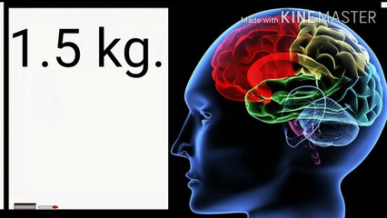 ensan ka tisre ankh hota he kya or brain ke bareme kuch rochak tathya - brain`s amzing facts