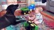 Cute Dogs and Babies are Best Friends - Dogs Babysitting Babies Video