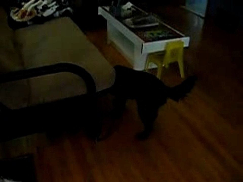Chiot noir