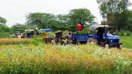 भरथना में 3150 ग्रामीण क्षेत्रों में 1 लाख 71 हजार लगाए जाएंगे पौधे