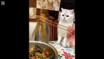 Cat's Hilarious Reaction To Food  Funny and Cute Cats Compilation 2020 - CuteVN