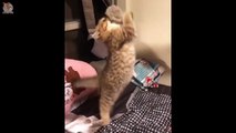 Cute is Not Enough - Cute Kittens In The World #2- CuteVN Animals