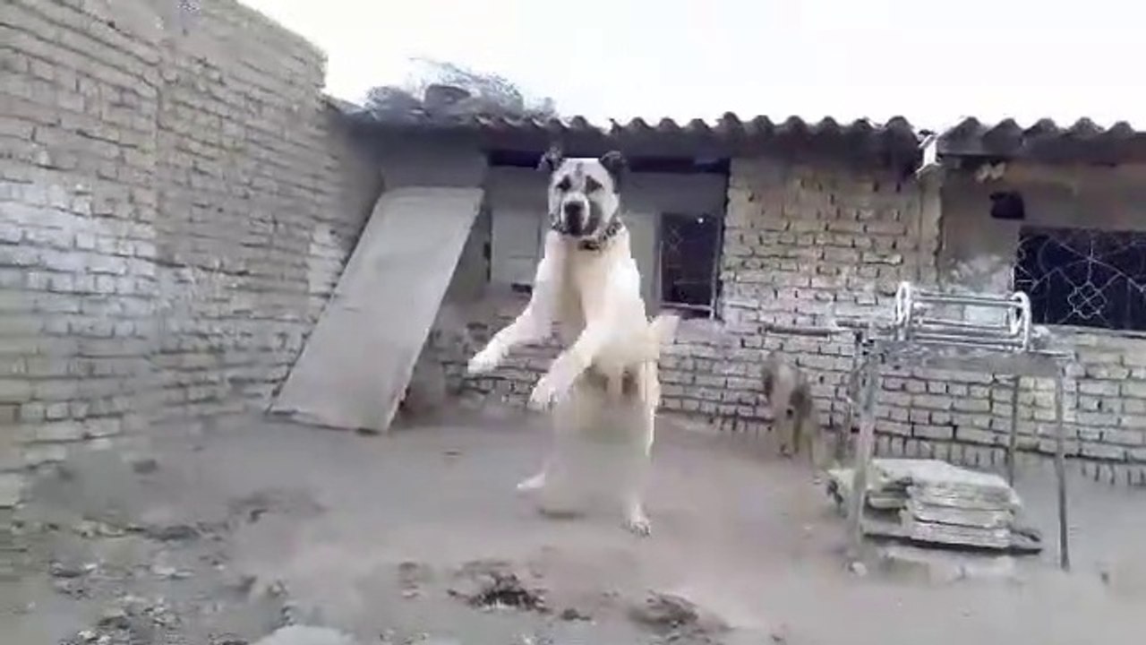 ADAMCI AFGAN COBAN KOPEGi - ANGRY AFGHAN SHEPHERD DOG