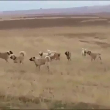 KANGALLAR ve COBAN KOPEKLERi KARSI KARSIYA - ANATOLiAN SHEPHERD DOGS vs KANGAL DOGS