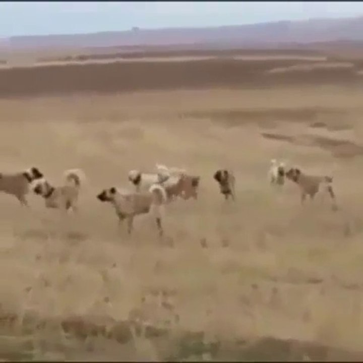 KANGALLAR ve COBAN KOPEKLERi KARSI KARSIYA - ANATOLiAN SHEPHERD DOGS vs KANGAL DOGS