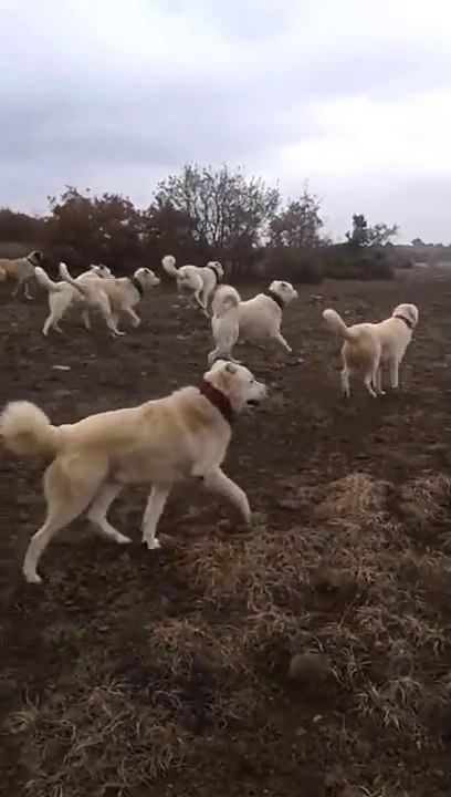 AKBAS COBAN KOPEKLERi KOYUN SURUSU - ANATOLiAN SHEPHERD AKBASH DOGS
