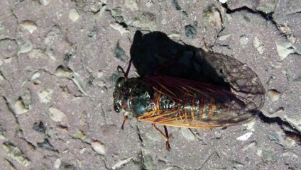 Cigale Montpelliéraine épuisée de chanter et faire l’amour