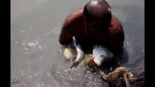 amazing fishing videos in India P 2.Indian people fish catching in the old river from Kolkata.