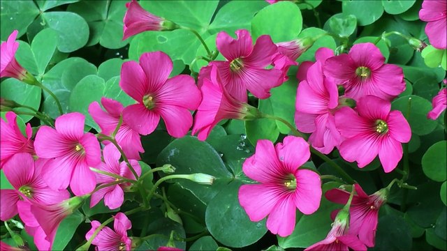 Oração a Santa Rainha Isabel