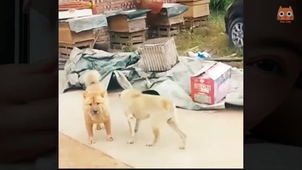 Trate de no reírse - Videos divertidos de gatos y perros