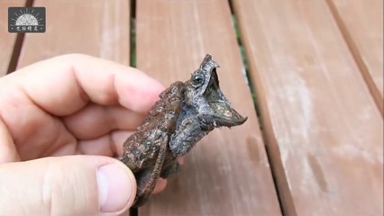 Ne pas mettre les doigts dans la gueule de ce bébé tortue serpentine