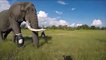 Cet éléphant peut de nouveau marcher grâce à une prothèse de jambe