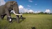 Cet éléphant peut de nouveau marcher grâce à une prothèse de jambe
