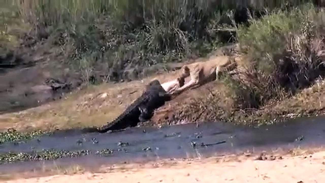 Quand une lionne et un crocodile se disputent la même proie