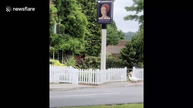 Even the geese are excited about UK pubs reopening
