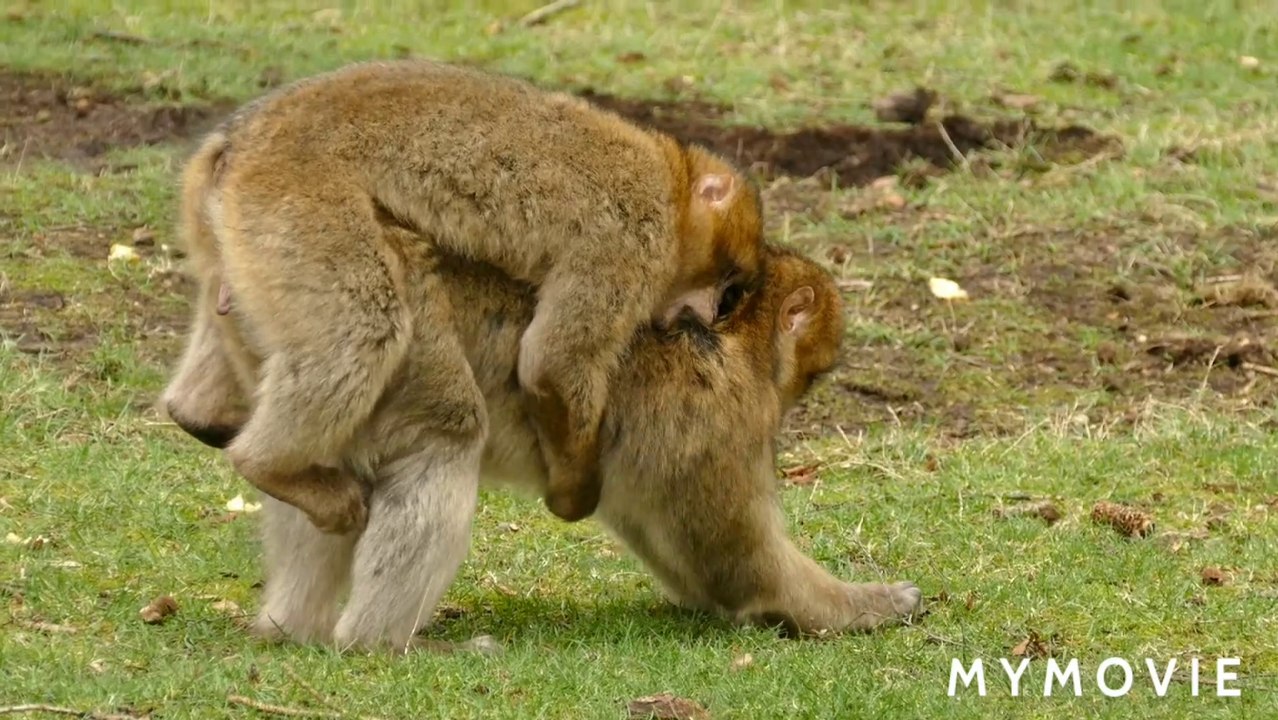 Cute And Funny Monkey 