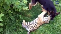 Tiger And Dog Are Best Of Friends