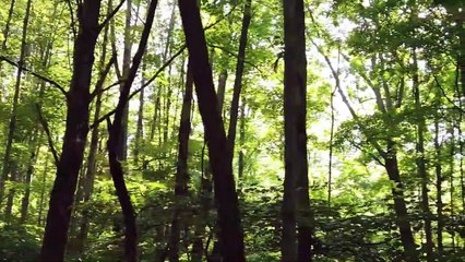 Forest sounds || 30 minutes deep meditation || Relax ,Study ,Sleep etc.