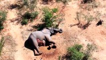 Mystery elephant deaths may have devastating consequences