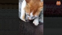 Trate de no reírse - Videos divertidos de gatos y perros #1