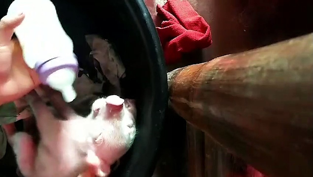 Mutant Piglet Born With Two Heads And Three Eyes