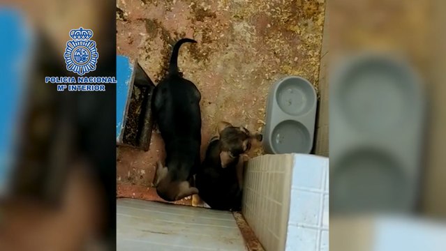 La Policía desmantela un criadero ilegal de perros