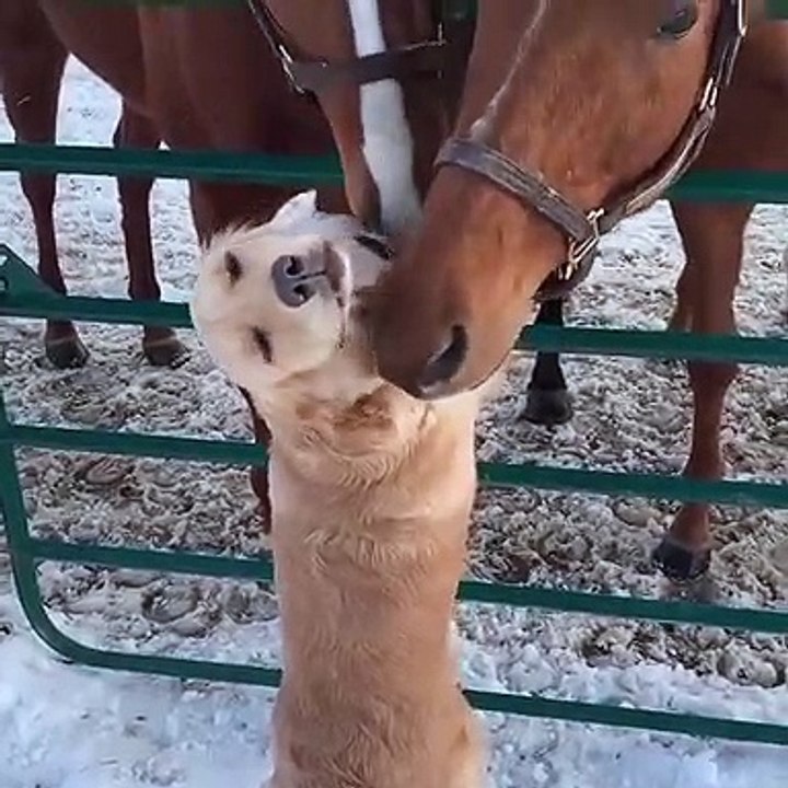 Adorable : ce chien se lie d'amitié avec des chevaux