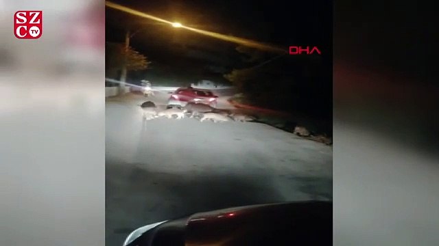 Muğla Marmaris'te şehre inen domuzları elleri ile beslediler